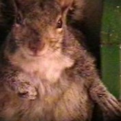 fuzzy squirrel profile image
