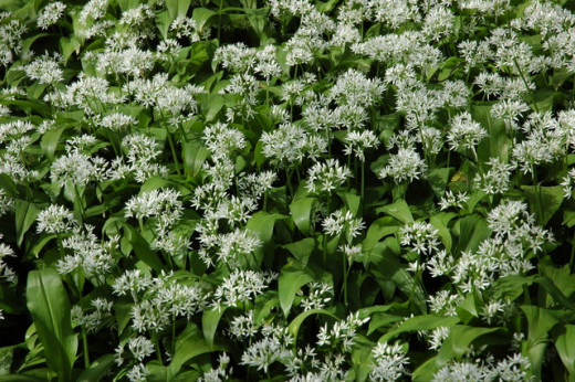 Wild garlic has the species name allium ursinium, Latin for "bear's garlic", because the ancients believed bears ate it to build strength and aid digestion. 