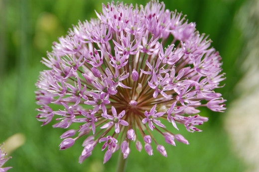 The flowering garlic plant is a symbol of everlasting beauty, youth, fertility and vitality.