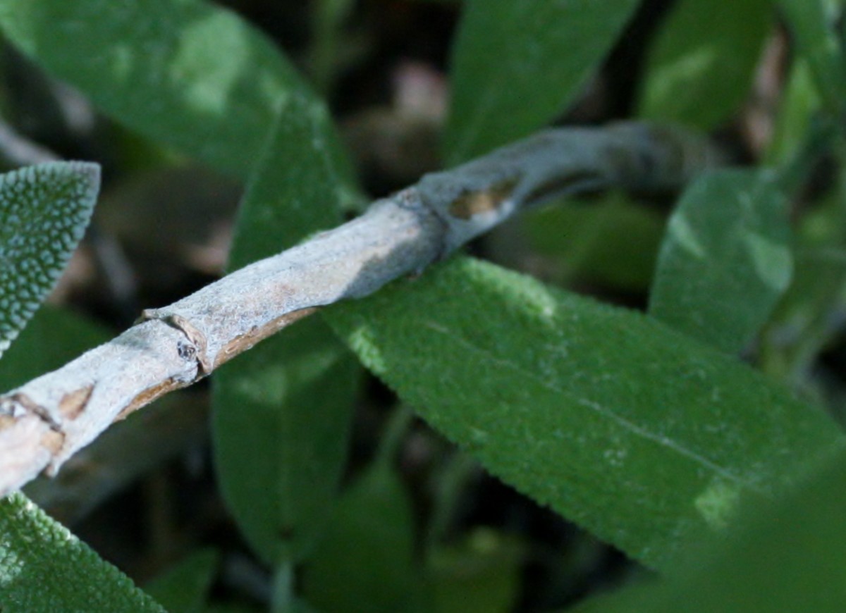 Although only two years old, this sage plant is already developing woody stems.