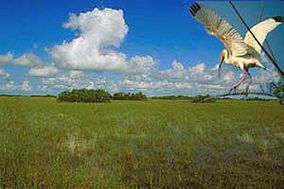 Everglades 'sea of grass'