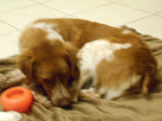 giving aspirin to your dog pethelpful how much aspirin can i give my dog chart