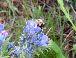 Bumblebee, the Friendly Bee
