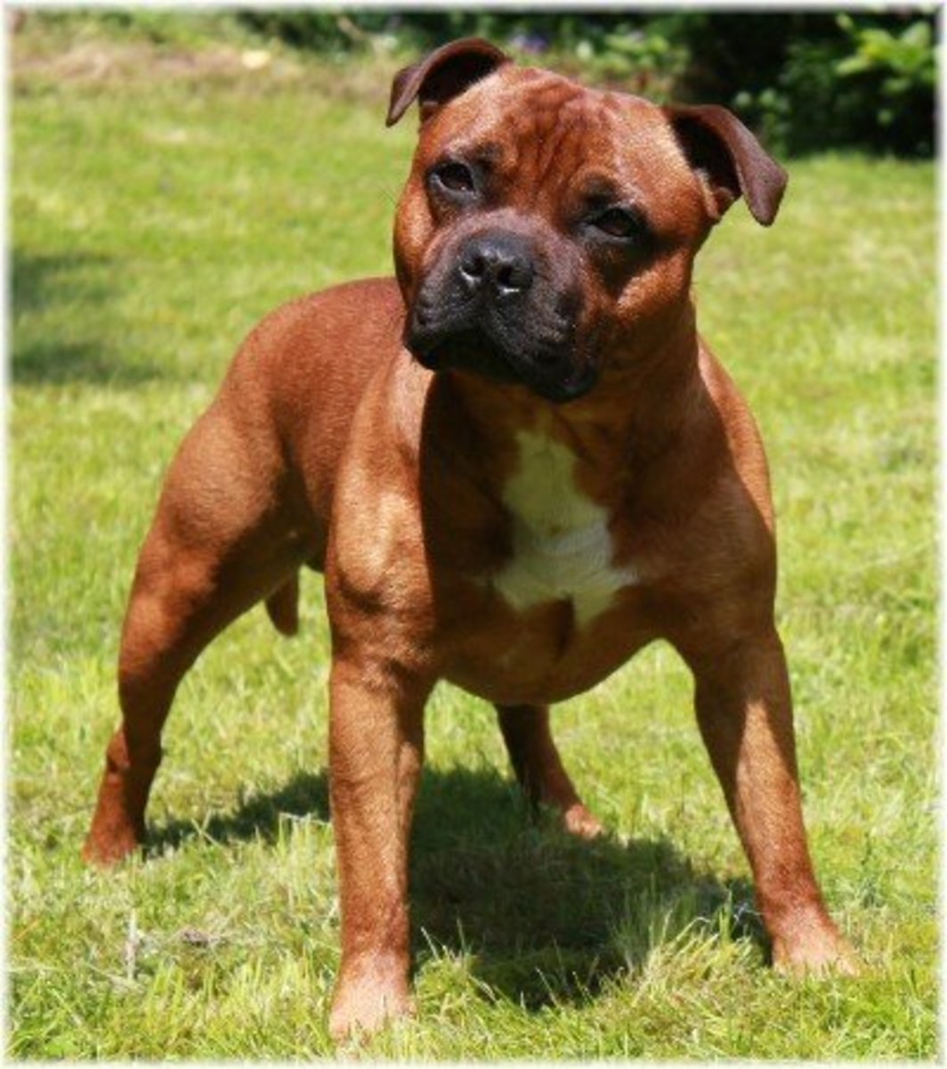 is a boxer a terrier