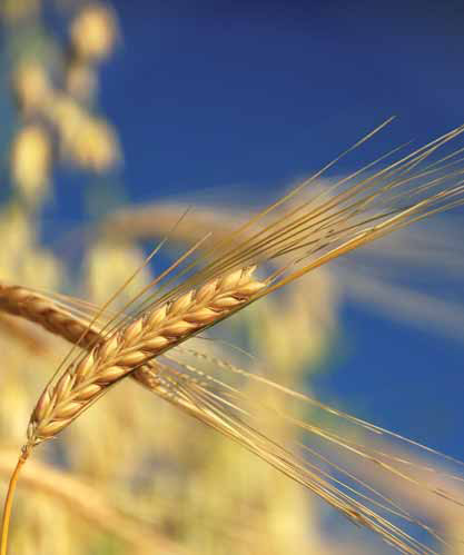Shavuot Also Celebrates The End Of The Jewish Harvest
