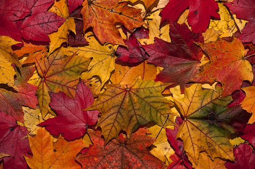 When Autumn Comes Around Each Year | HubPages
