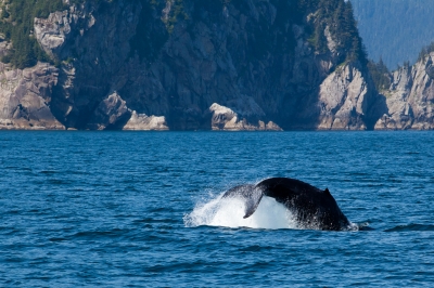 This could be your view if you work as a whale watching deckhand.