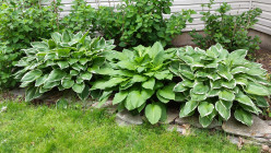 7 Ways to Use Fresh Hosta Leafs for Your Summer Entertaining