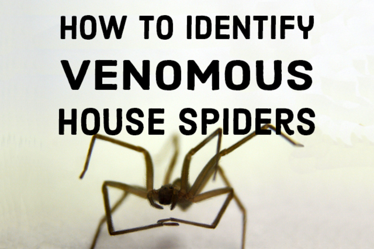 How to identify venomous house spiders.