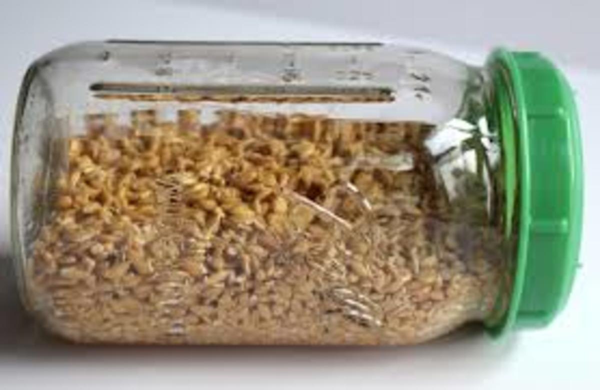 Sprouting Wheat Berries