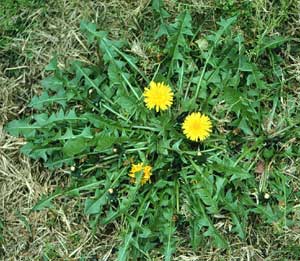 Dandelions growing in the park. Caution: dandelions growing in public places are full of pesticides.