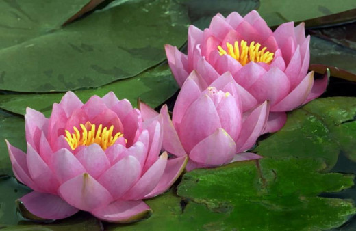 Beautiful pink lotus flowers taken at James Irvine Japanese Garden.