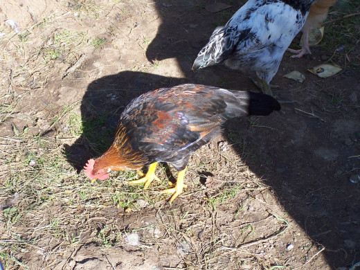 The chicken went CLUCK?????