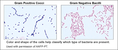 Gram positive and Gram Negative Bacteria