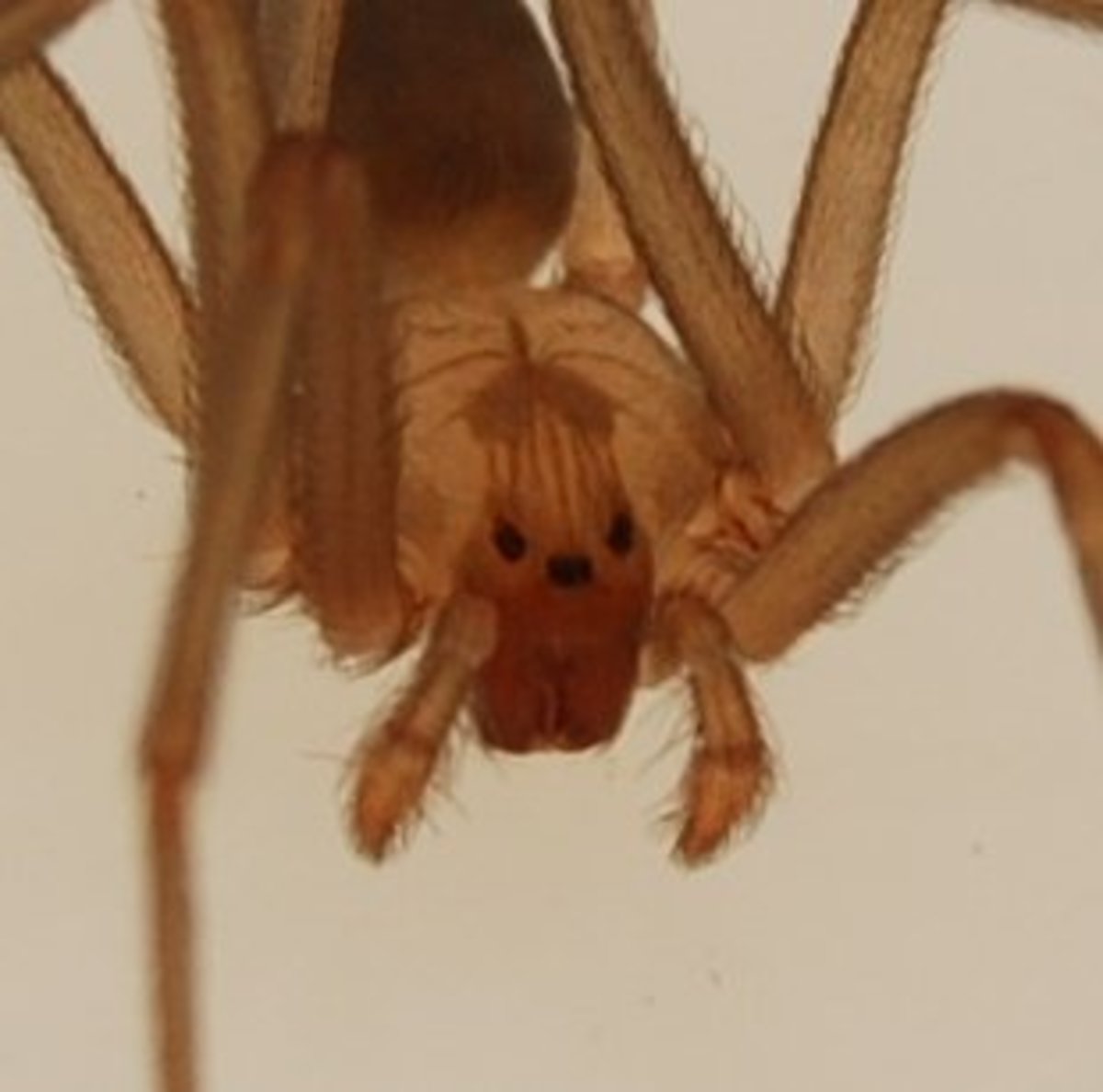 What are some types of spiders in Florida?