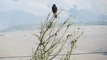 Sometimes living your own life means having the courage to fly your own path which means, on occasion, "hanging out" on a limb.