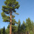 A large mature east side Jeffrey Pine Pinus jeffreyi growing on volcanic table lands south of Mono Lake, Ca. Photo taken approximately one mile east north east of Deadman's Pass, off of US HWY 395. The stand is composed of pure Jeffrey Pine with diff A large mature east side Jeffrey Pine Pinus jeffreyi growing on volcanic table lands south of Mono Lake, Ca. Photo taken approximately one mile east north east of Deadman's Pass, off of US HWY 395. The stand is composed of pure Jeffrey Pine with diff