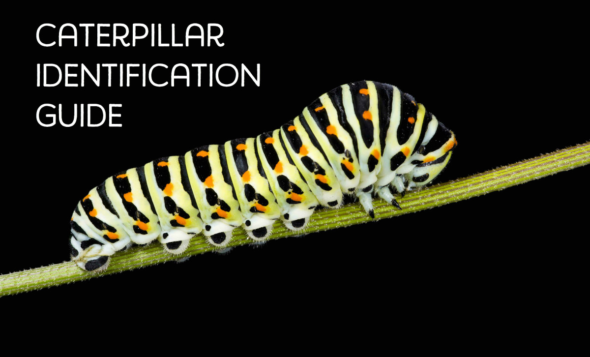 Caterpillar Identification Chart Canada