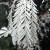 A branch from an 'albino' Sequoia sempervirens exhibiting lack of chlorophyll. A branch from an 'albino' Sequoia sempervirens exhibiting lack of chlorophyll.
