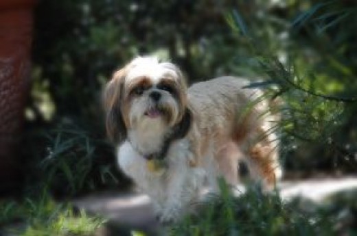 shih tzu allergies dogs for with allergies shih tzu allergies dogs for with allergies