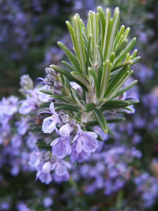 A sprig of rosemary