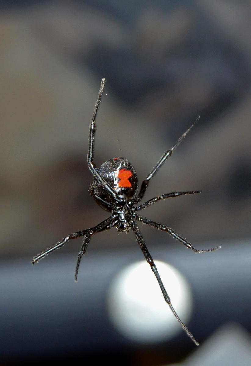 Black widows are Nature's very own pest controllers.