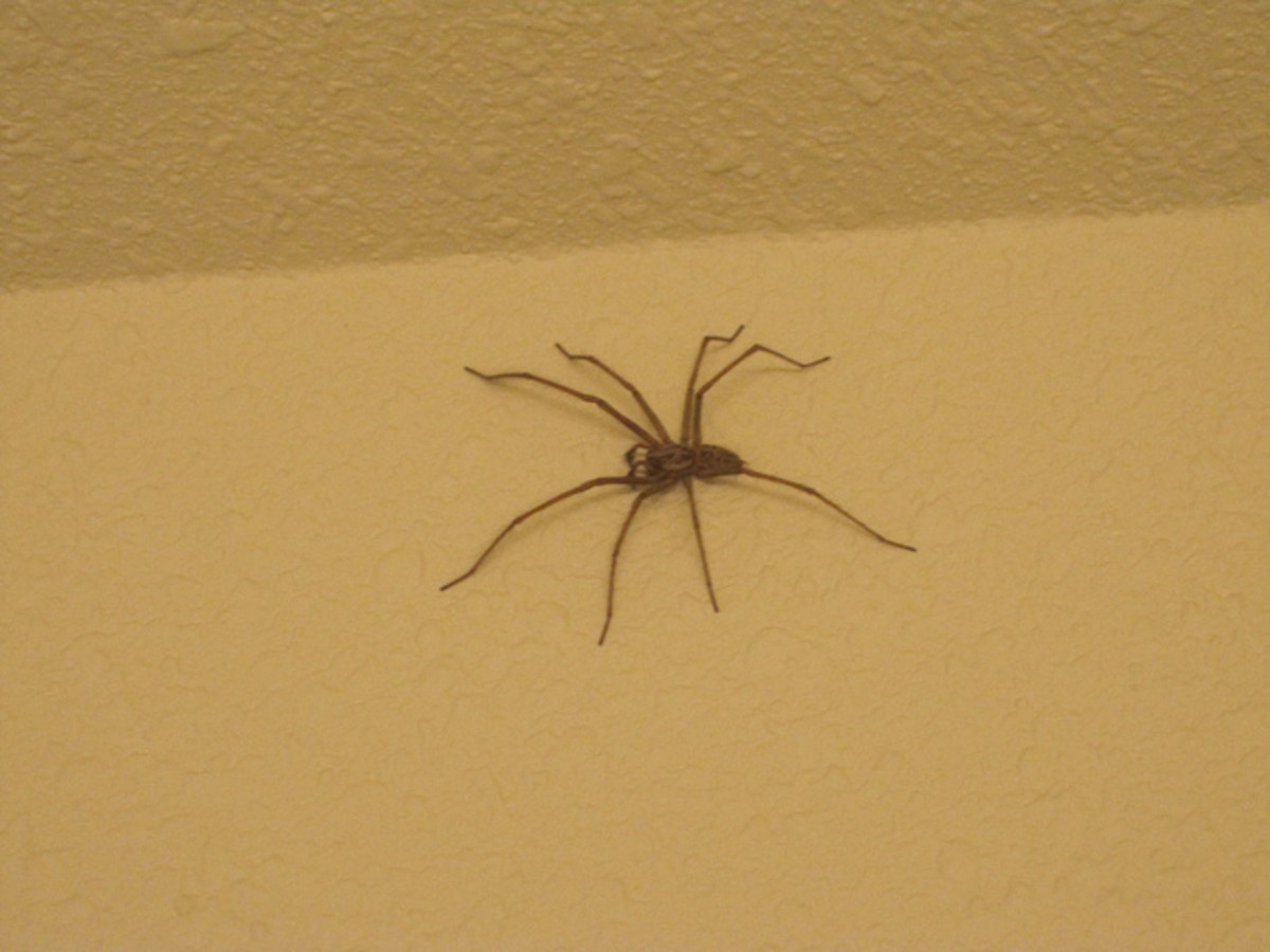 Giant house spiders grow to be much larger than Hobo spiders.