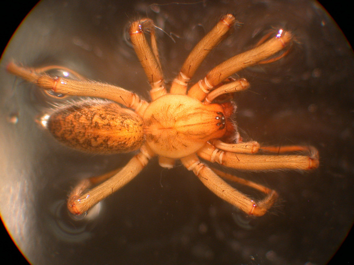 Hobo spiders have 8 eyes, like most spiders, whereas brown recluses have 6.