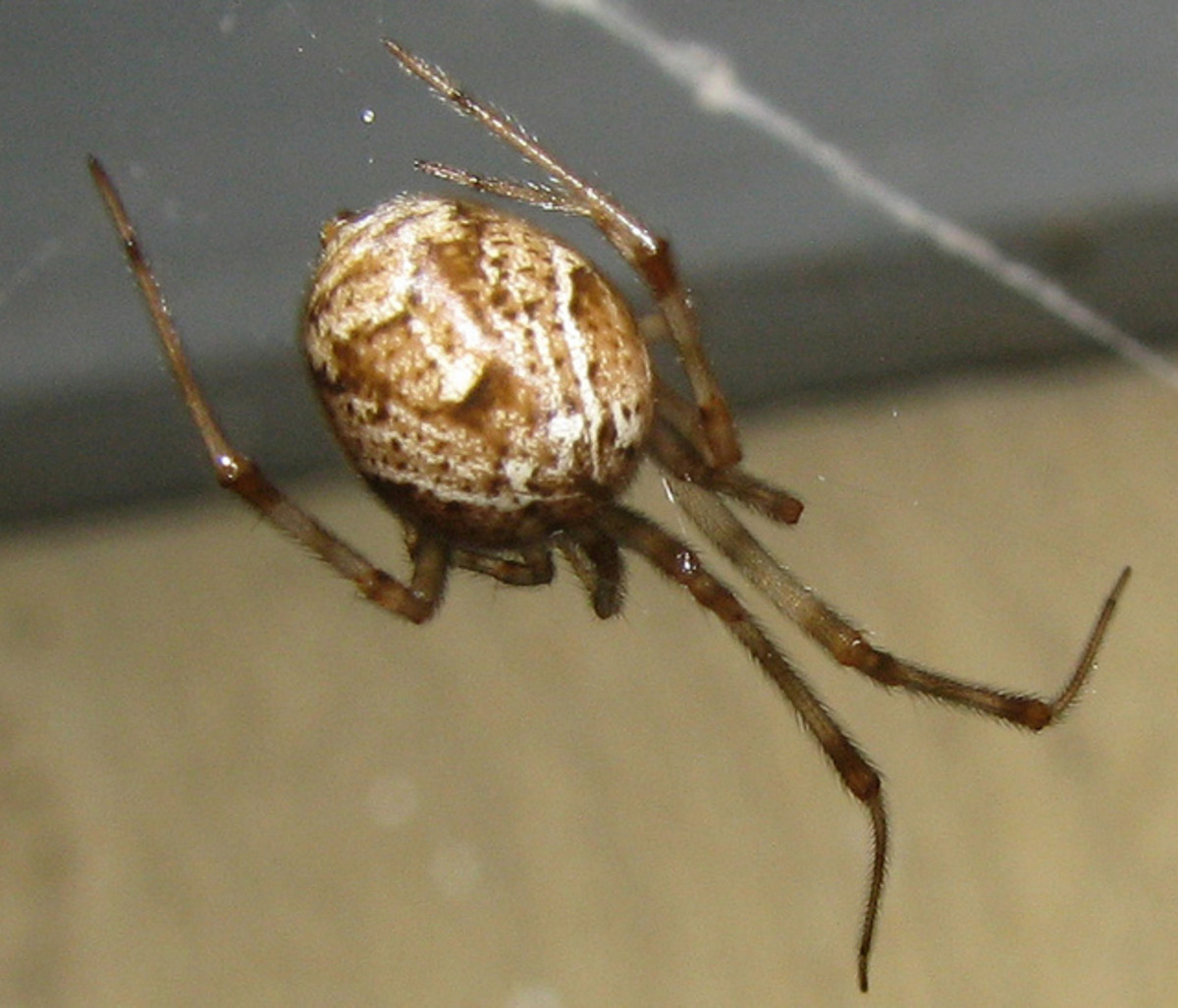 But common house spiders actually look more like mottled bird eggs than a black widow.