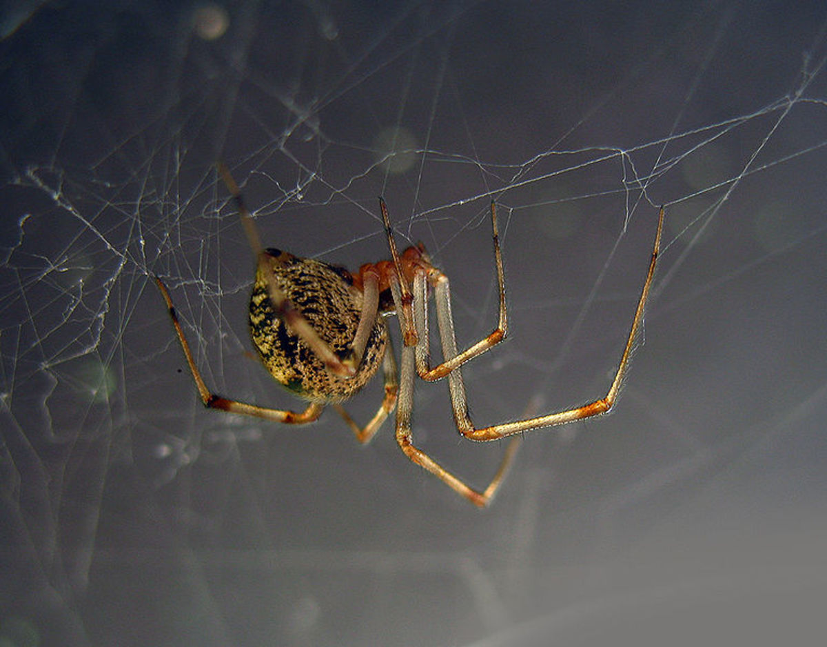 Common house spiders are excellent web builders. 