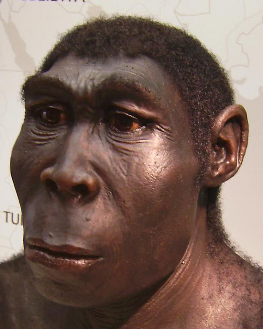 Homo Erectus. Based upon the skull size it is assumed that he was not very smart.