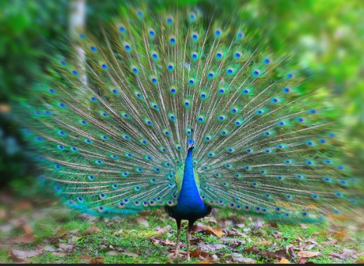 Jennifer had an obsessive need to appear superior, showing off like a boastful peacock. Her actions, however, were hideous.