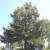 Chimera Redwood tree Chimera Redwood tree