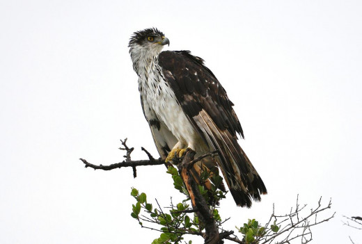 African eagle