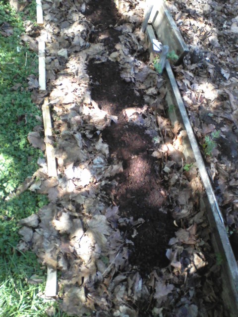 I pulled up the worst of the weeds (the rest will smother) & added armfuls of partially-composted leaves. Straw, hay, grass clippings, etc. would work too. Then a 5-gal. bucket of potting mix went in a stripe down the middle.