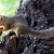 Squirrel eats a fruit in Manyara National Park, Tanzania Squirrel eats a fruit in Manyara National Park, Tanzania