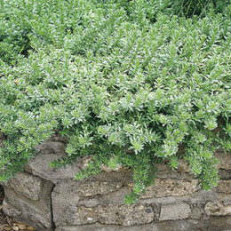 myoporum erosion plants creeping boobialla slopes parvifolium plant hillside hillsides landscaping control steep controls garden hill gardens water loving sloped