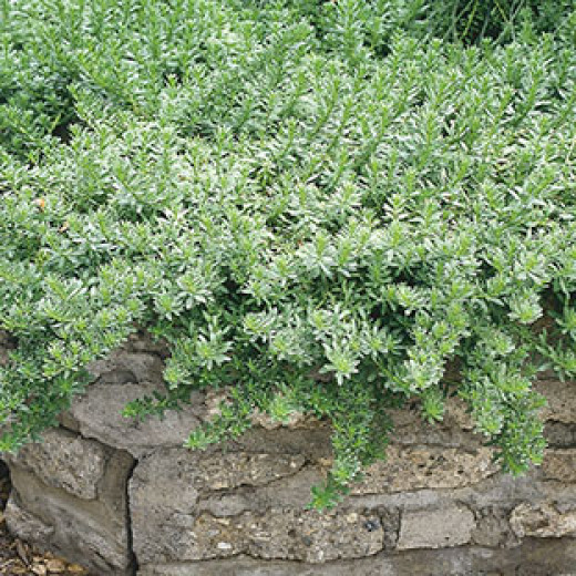 Best Plants and Erosion Controls for Slopes and Hillsides Dengarden