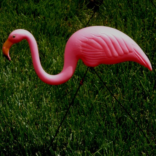 This long lost mysterious creature is finally revealed, and now it's full grown & ready for action on the lawn.
