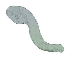 A rough sketch of an Odontogriphus