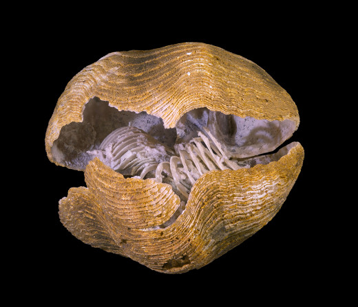 Brachiopods remain one of the oldest organisms today, originating from the Cambrian period. 