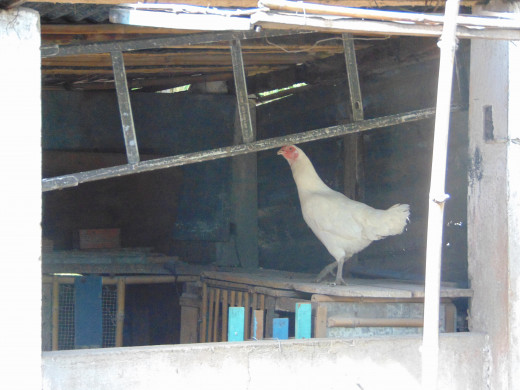 I wonder if this pride filled chicken even knows that it is just a chicken. It sure acted like the boss of the farm.