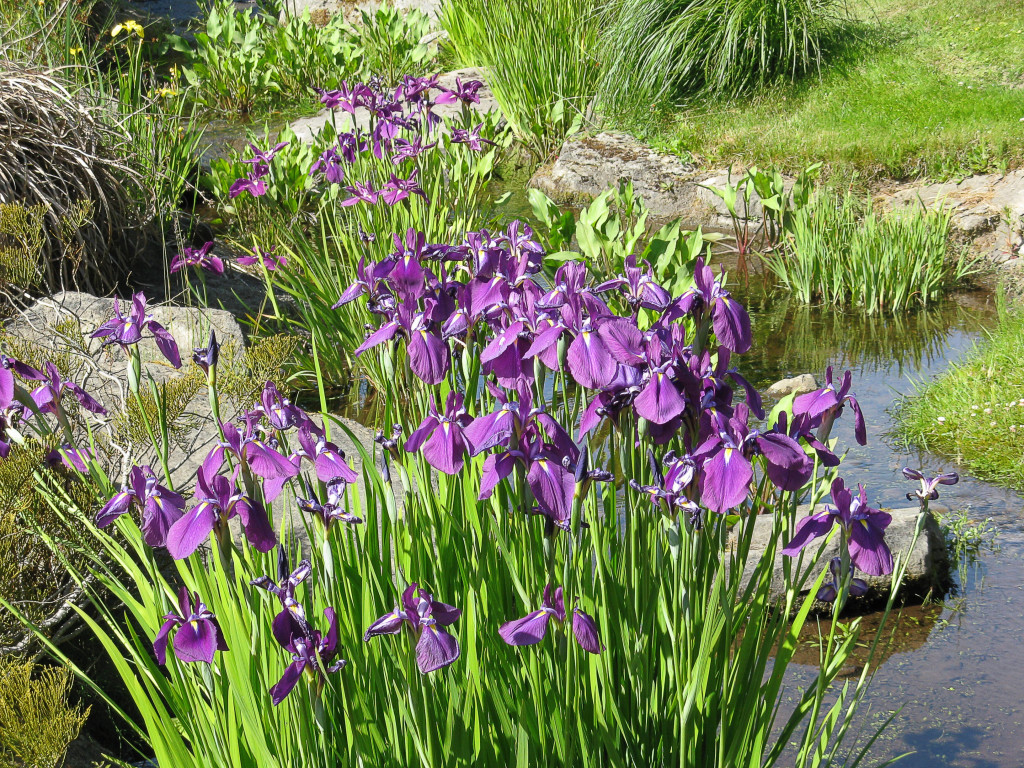 Forty Facts about Irises Beautiful Flowers and Useful Plants hubpages