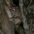 Northern Flying Squirrel picture took in Northern Ontario, just above Lake Superior. Northern Flying Squirrel picture took in Northern Ontario, just above Lake Superior.