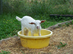 My Spring Miniature Dairy Goat Babies