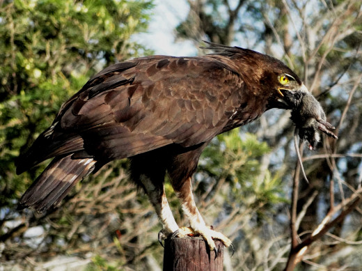 Long-crested Eagle-a common Eagle from the Eastern Cape