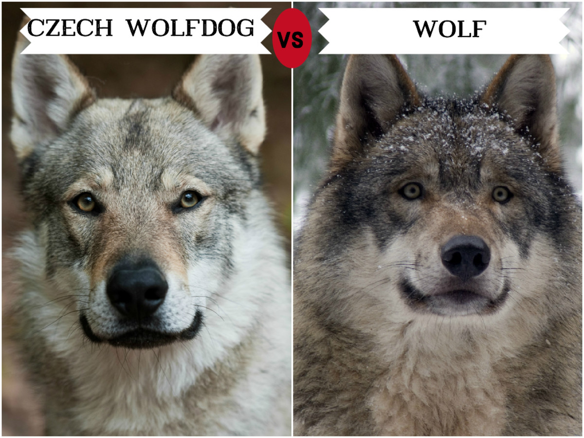 11 Dogs That Look Like Wolves | PetHelpful