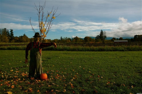 Traditional scarecrow guarding his owner's pumpkin patch.