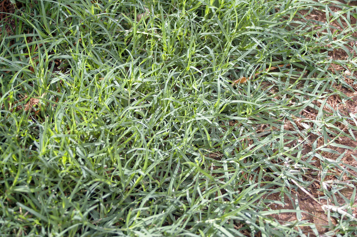 What is Turfgrass? - Types of Turfgrasses | hubpages
