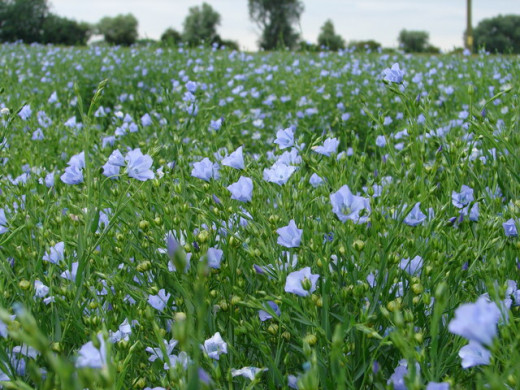 A field of flax.